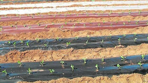 imida-biodegradacion-plasticos|lopez-marin-josefa